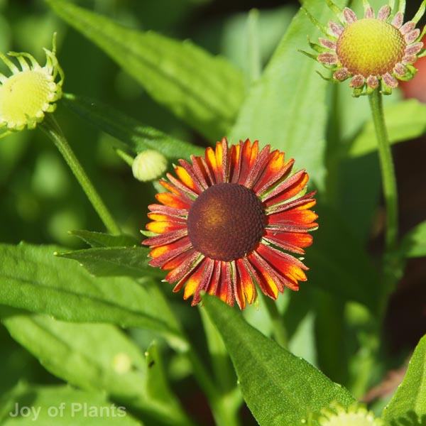 Awaiting product image