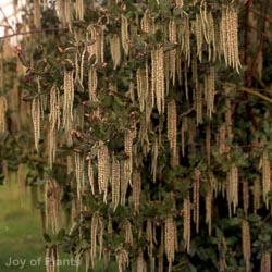 Garrya Elliptica