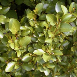 Griselinia littoralis