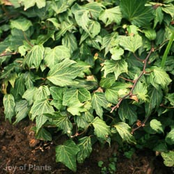 Hedera Helix Green Ripple