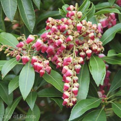 Pieris japonica Passion Sense