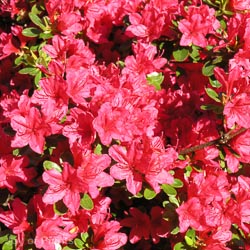 Rhododendron Homebush Pink