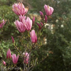 Magnolia 'Susan'