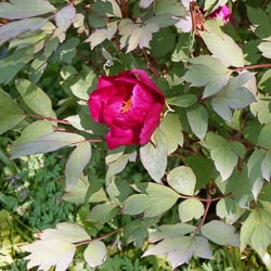 Paeonia Suffruticosa