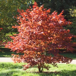 Acer Palmatum Bloodgood