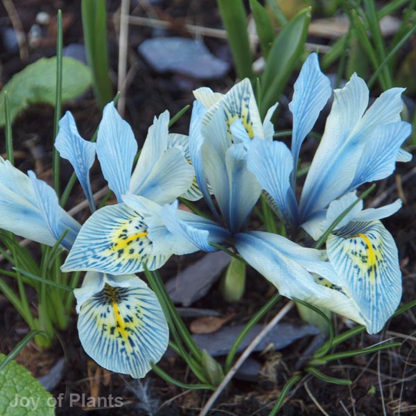 Awaiting product image