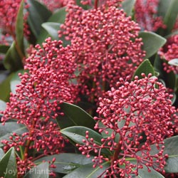 Skimmia japonica Rubella