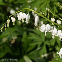 Dicentra spectabilis Alba