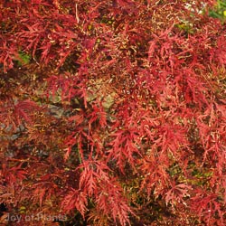 Acer Palmatum Inaba Shidare