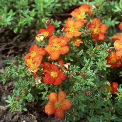Potentilla Red Ace