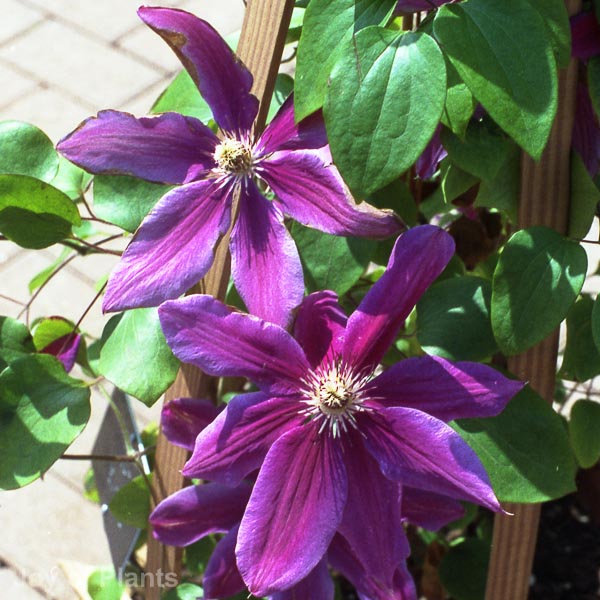 Awaiting product image