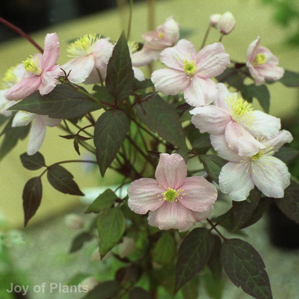 Awaiting product image