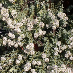 Hebe sutherlandii