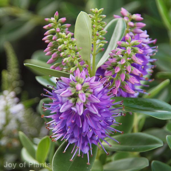 Awaiting product image