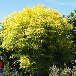 Sambucus Sutherland Gold