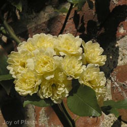 Rose Baroness Pevost 1.5m 20L