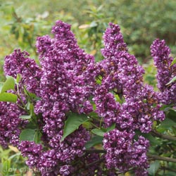 Syringa Vulgaris Josee