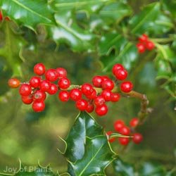Ilex aquifolium