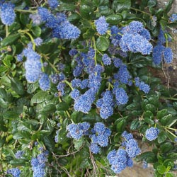 Ceanothus Yankee Point