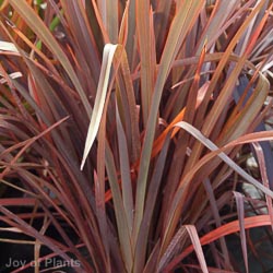 Phormium Red Sensation