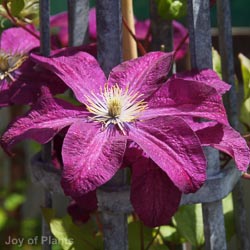 Clematis Voluceau
