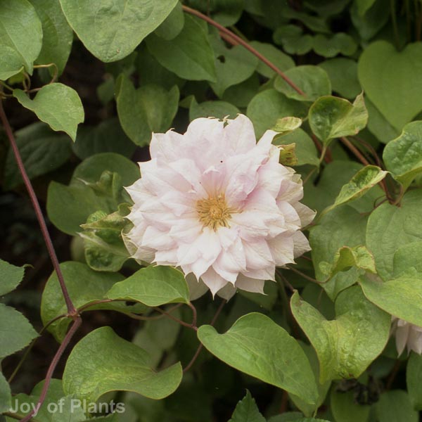 Awaiting product image