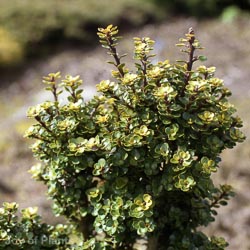 Ilex Crenata Dark Green Ball