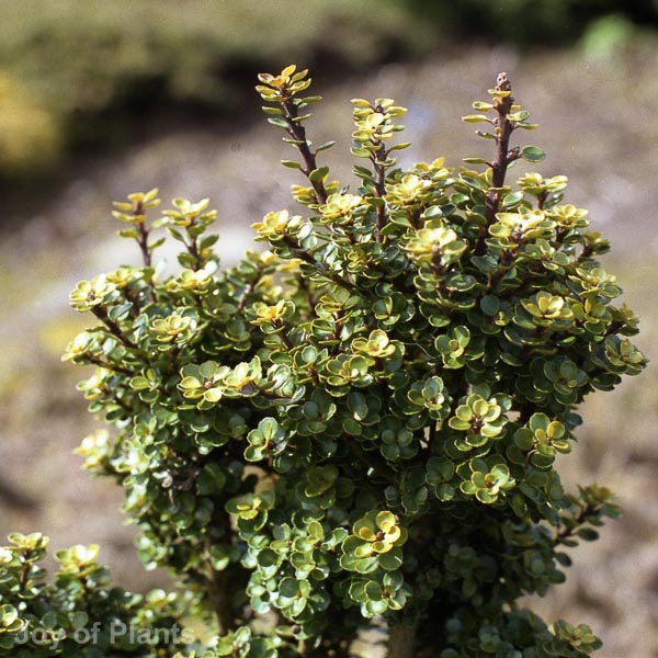 Awaiting product image