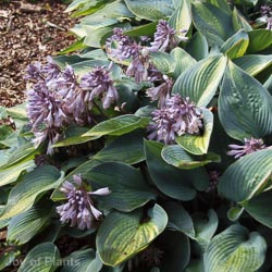 Hosta June