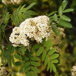 Sorbus Aucuparia Multi-stem