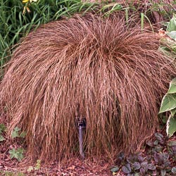 Carex Bronze Baby