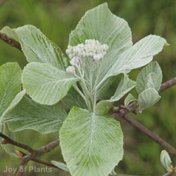 Sorbus aria Lutescens