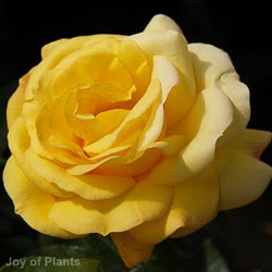 Rose Arthur Bell Climber