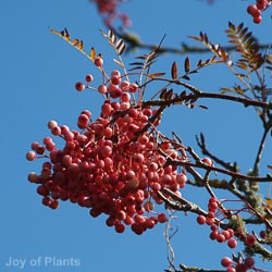 Sorbus Vilmorinii
