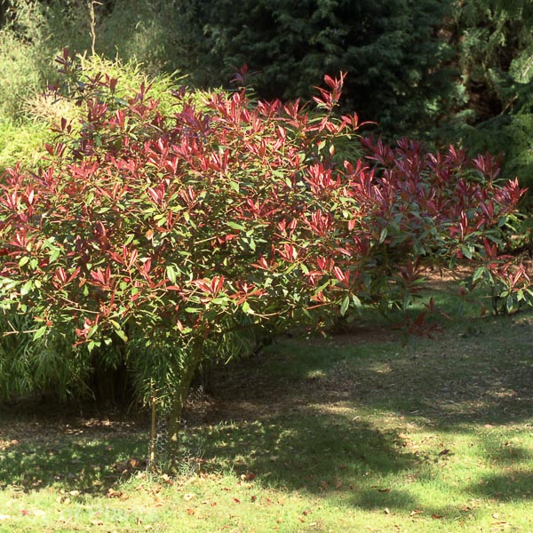 Awaiting product image