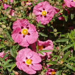 Cistus purpureus