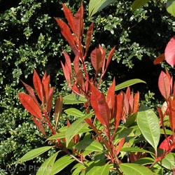 Photinia Fraseri Red Robin 1/2 Std 25L