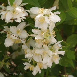 Philadelphus Lemoinei