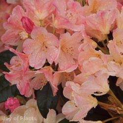 Rhododendron Percy Wiseman