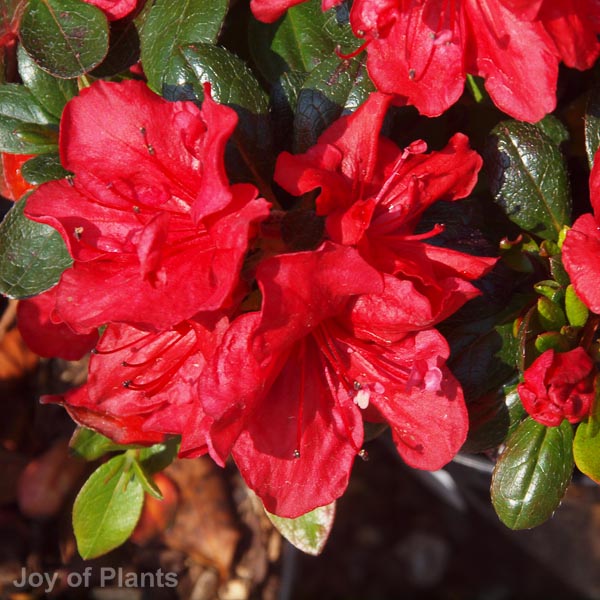 Awaiting product image