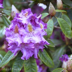 Azalea jap.Blue Danube