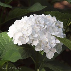 Hydrangea Mme Emile Mouilliere