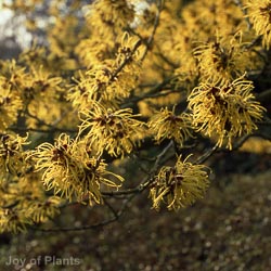 Hamamelis mollis