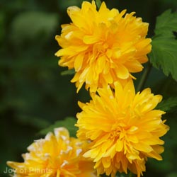 Kerria Japonica Pleniflora