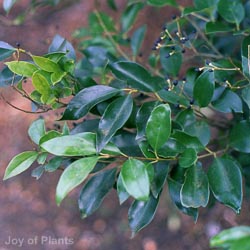 Ligustrum Japonicum