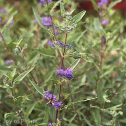 Caryopteris Kew Blue
