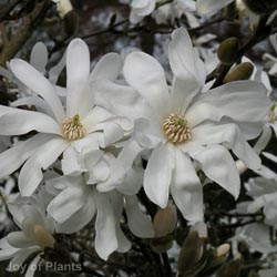 Magnolia stellata