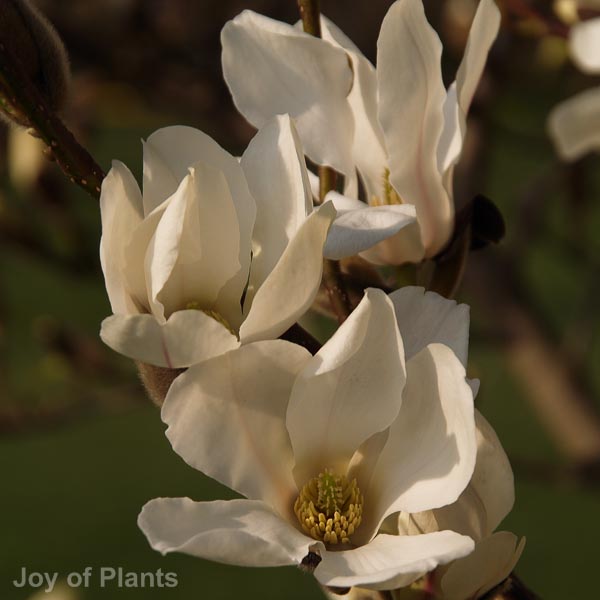 Awaiting product image