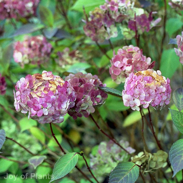 Awaiting product image