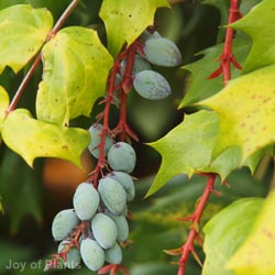 Mahonia japonica